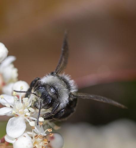 Andrena cineraria