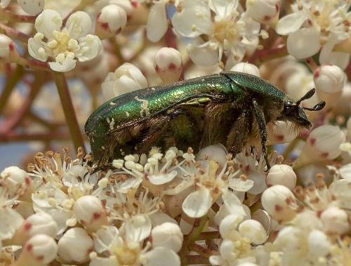 Réf. 229 137 : Cetonia aurata