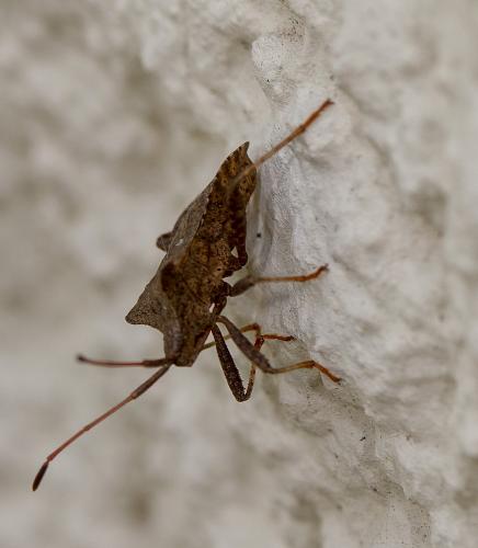 Coreus marginatus