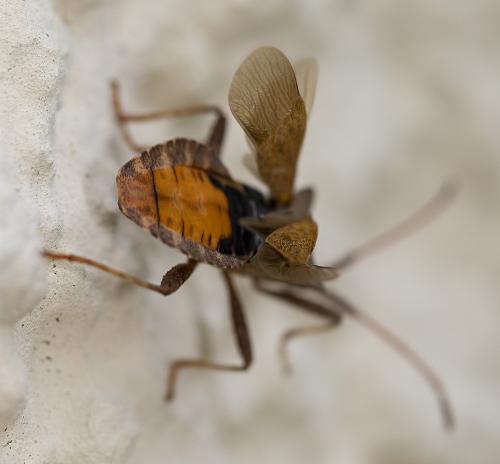 Coreus marginatus