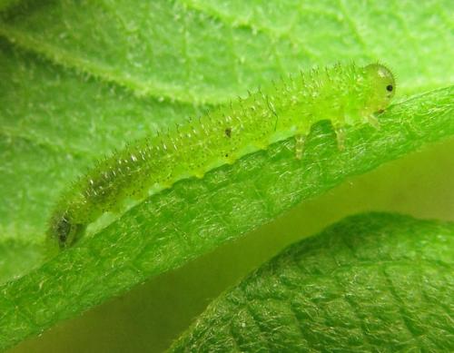 Euura humeralis