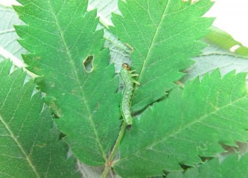 Arge ustulata