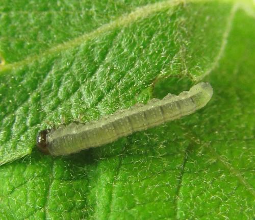 Euura sp.