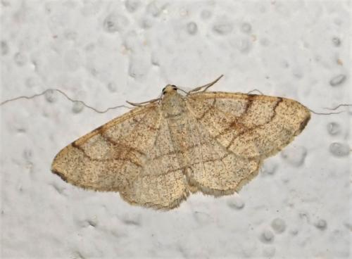 Réf. 229 236 : Adactylotis contaminaria