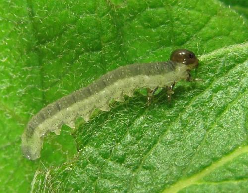 Réf. 229 421 : Euura sp.