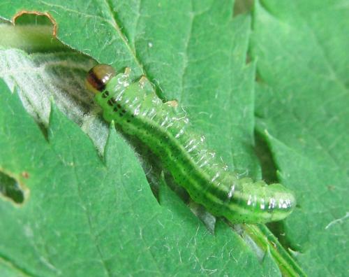 Arge ustulata