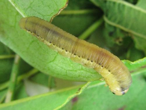 Réf. 229 782 : Dolerus sp.