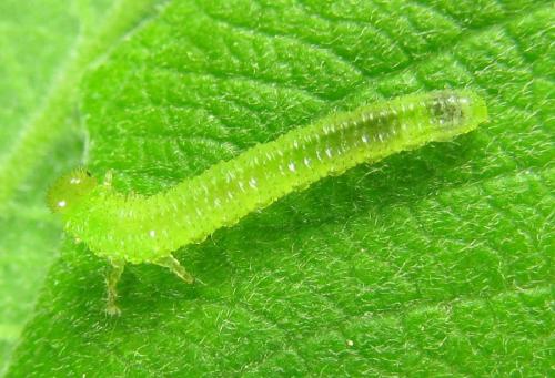 Euura humeralis