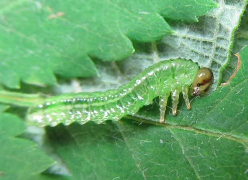 Réf. 229 503 : Arge ustulata