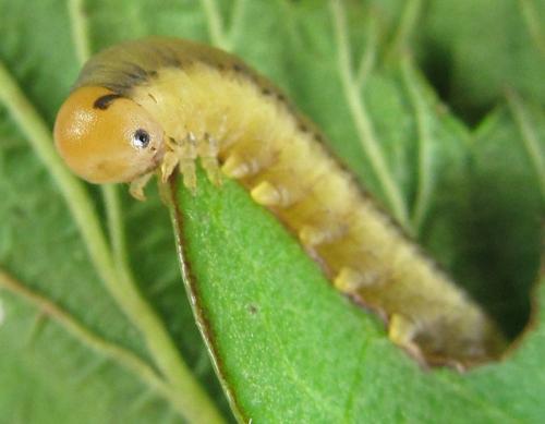 Dolerus sp.