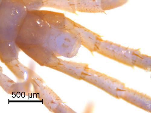 Réf. 229 009 : Lithobius melanops