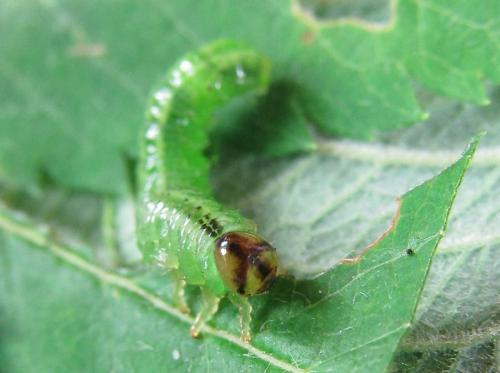 Réf. 229 504 : Arge ustulata