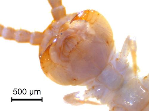 Réf. 229 010 : Lithobius melanops