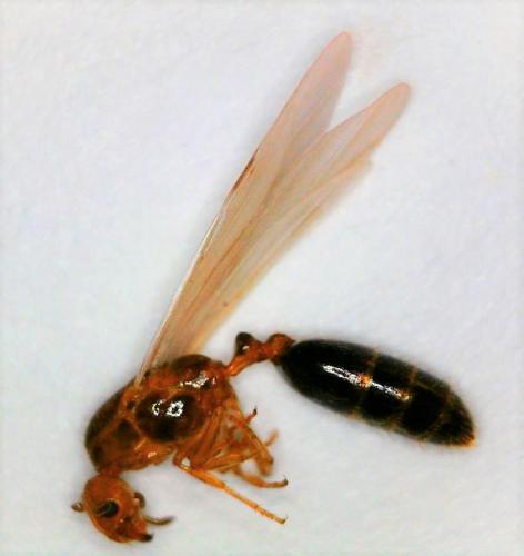 Réf. 229 435 : Trichomyrmex sp.