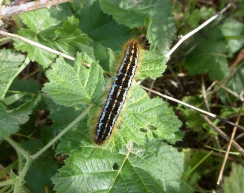 Malacosoma franconica