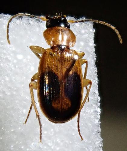 Badister bullatus