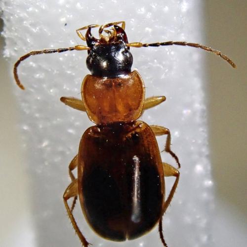 Badister bullatus