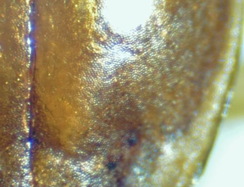 Badister bullatus