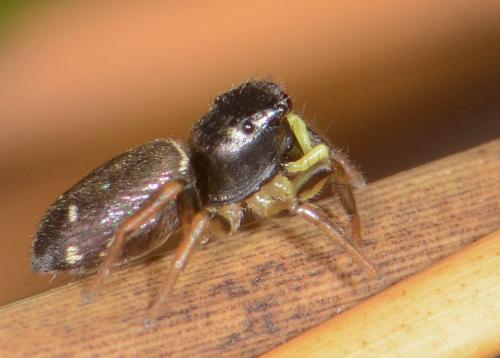 Réf. 229 152 : Heliophanus sp.