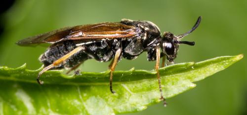Arge sp.