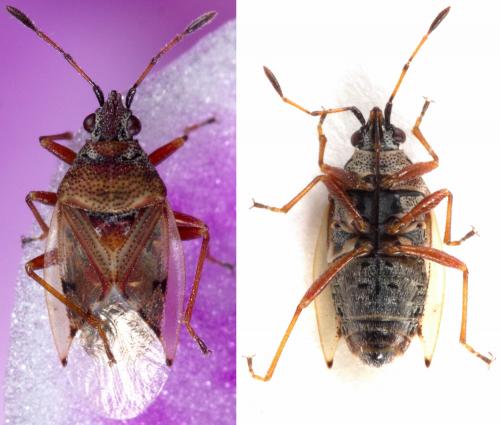 Réf. 229 025 : Kleidocerys resedae