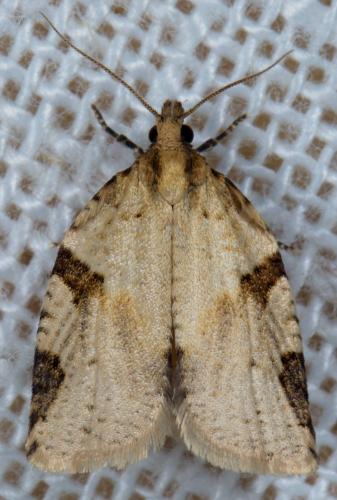 Clepsis spectrana