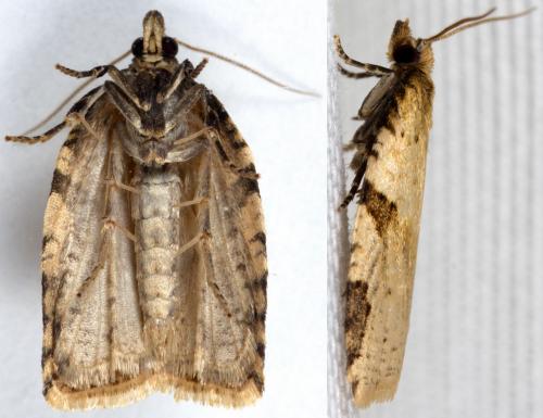 Clepsis spectrana
