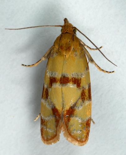 Réf. 229 093 : Aethes tesserana