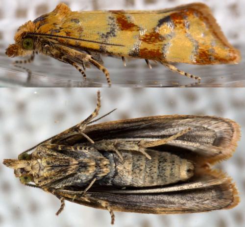 Réf. 229 094 : Aethes tesserana