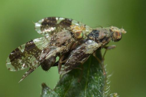 Réf. 229 413 : Tephritis formosa
