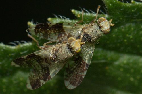 Réf. 229 412 : Tephritis formosa