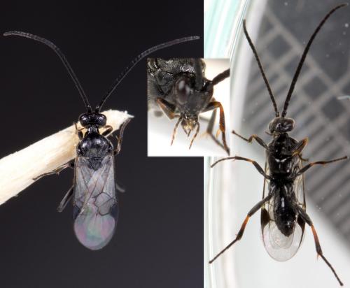 Réf. 229 409 : Microgastrinae inconnu