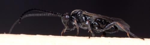 Microgastrinae