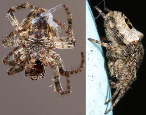 Réf. 229 515 : Gibbaranea bituberculata