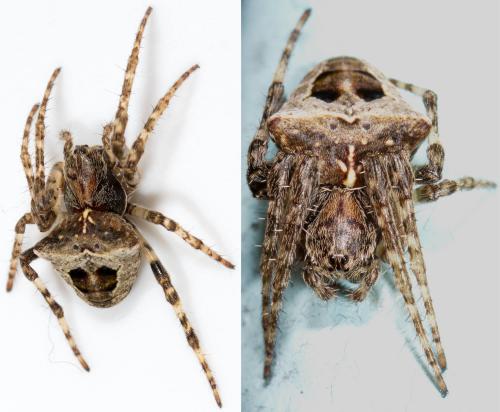 Réf. 229 514 : Gibbaranea bituberculata