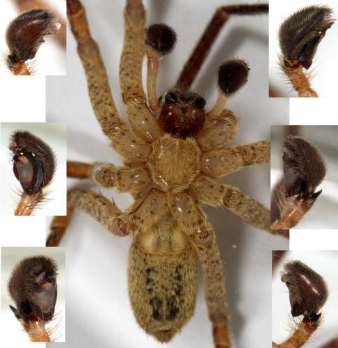 Zoropsis spinimana