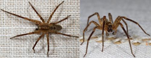 Zoropsis spinimana