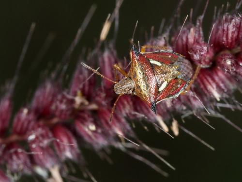 Carbula sp.