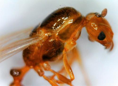 Réf. 229 436 : Trichomyrmex sp.