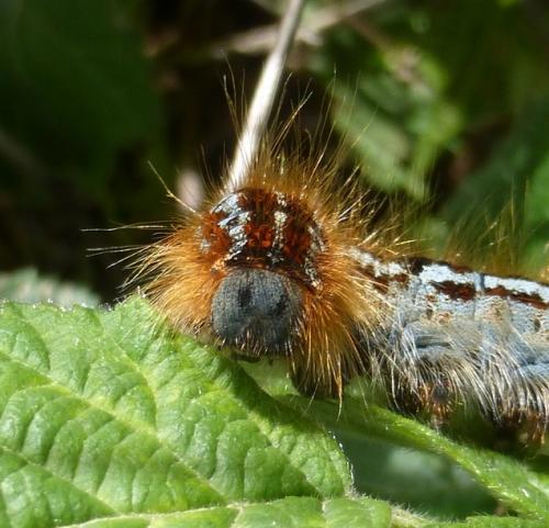 Malacosoma franconica