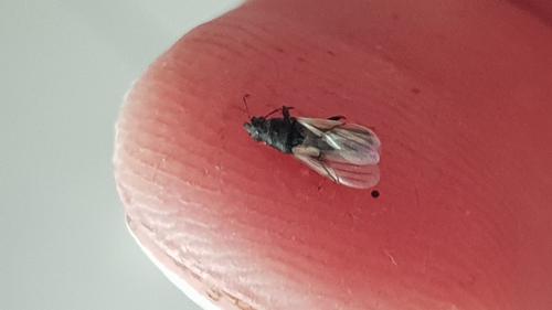 Réf. 229 262 : Metopoplax ditomoides