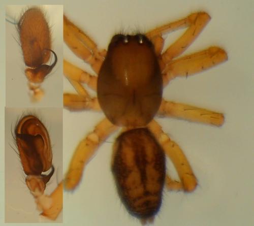 Réf. 229 390 : Clubiona comta