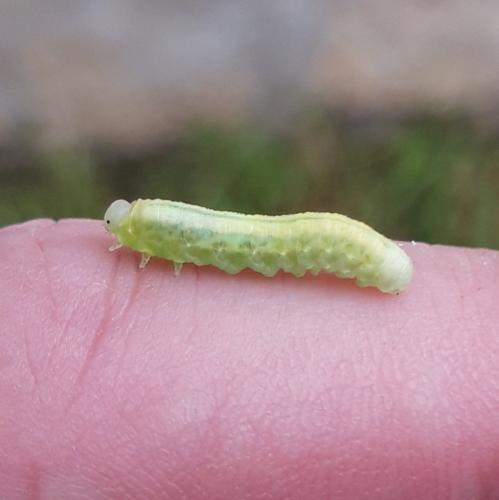 Tomostethus nigritus