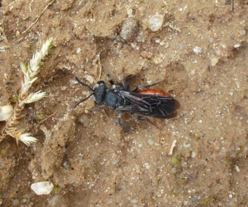 Réf. 229 467 : Sphecodes albilabris