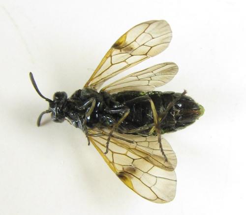 Réf. 229 506 : Arge ustulata