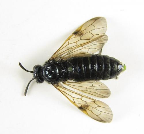 Réf. 229 507 : Arge ustulata