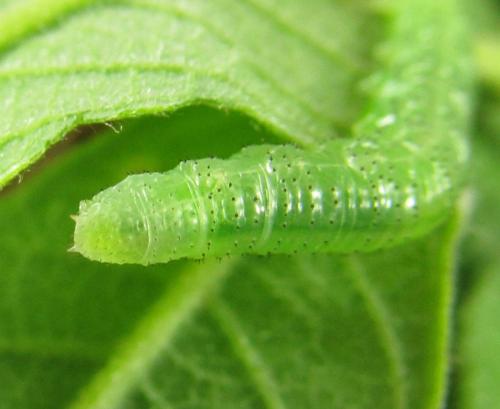 Euura humeralis