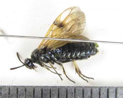Réf. 229 508 : Arge ustulata