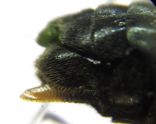 Réf. 229 509 : Arge ustulata