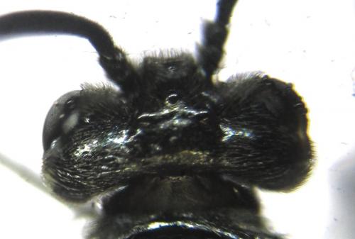 Réf. 229 510 : Arge ustulata